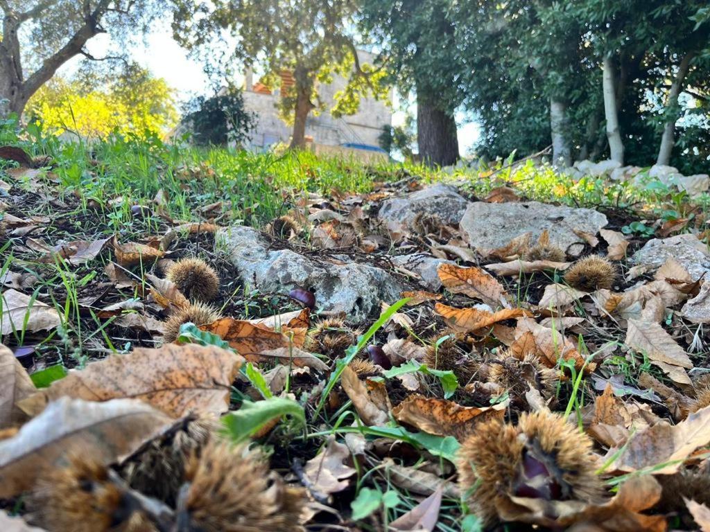 Il Trullo E Il Fortino Alberobello Exterior foto